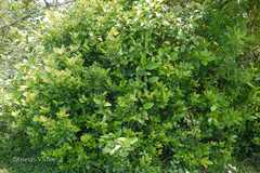 Zanthoxylum ovalifolium